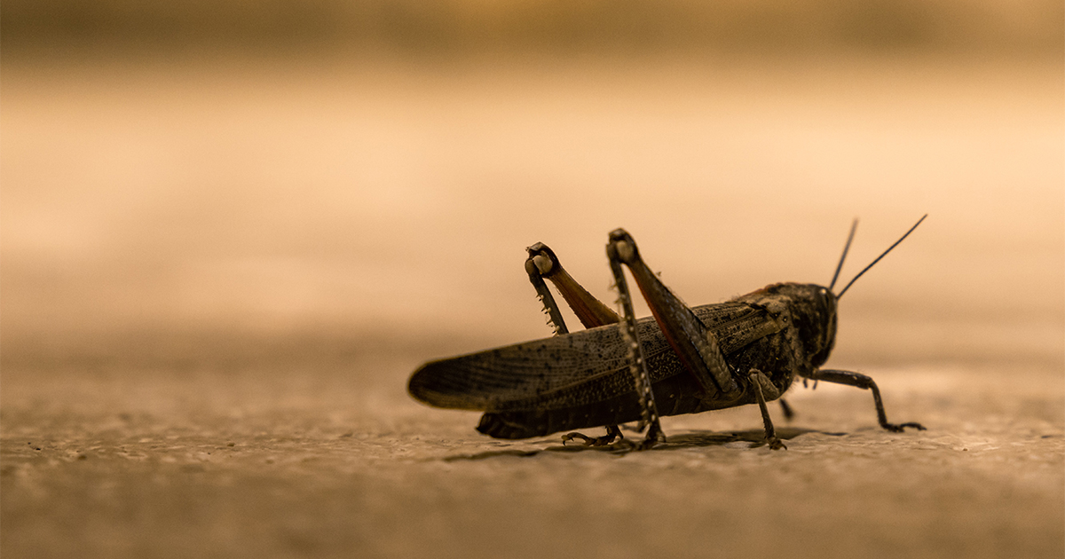 Lebanon Battles Swarms of Locusts